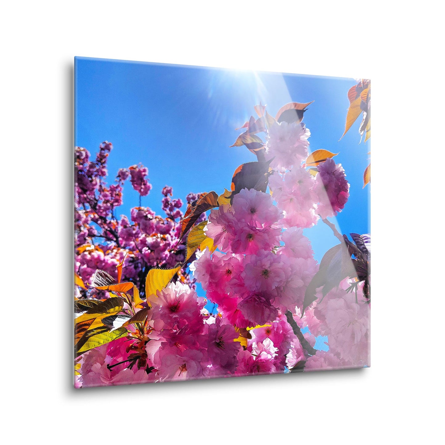 Monokian Cherry Blossoms | Hi-Def Glass Art | Eaches | Min 1