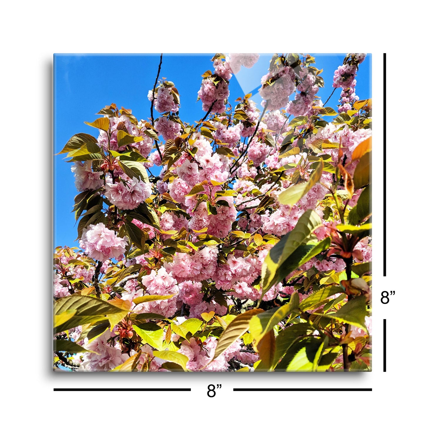 Monokian Cherry Blossoms | Hi-Def Glass Art | Eaches | Min 2